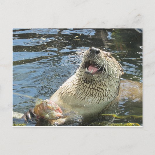 Carte Postale Happy Otter (Devant)