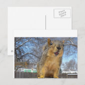 Carte Postale Happy Squirell (Devant / Derrière)