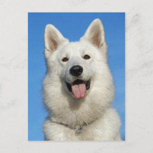 Carte Postale Happy Swiss Shepherd dog