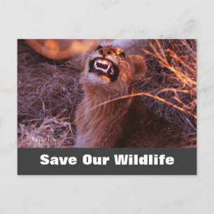 Carte Postale Happy Tau, Save Our Wildlife Postcard