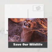 Carte Postale Happy Tau, Save Our Wildlife Postcard (Devant / Derrière)