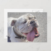 Carte Postale Happy White Bulldog (Devant / Derrière)