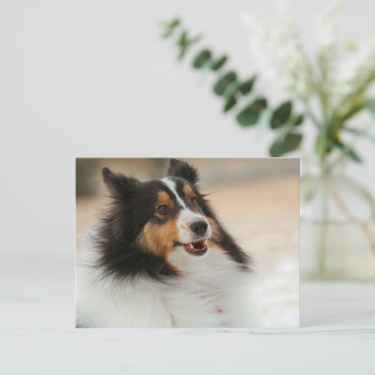 Carte Postale Hapy Shetland (Debout devant)