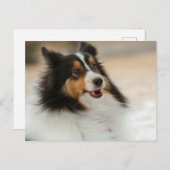 Carte Postale Hapy Shetland (Devant / Derrière)