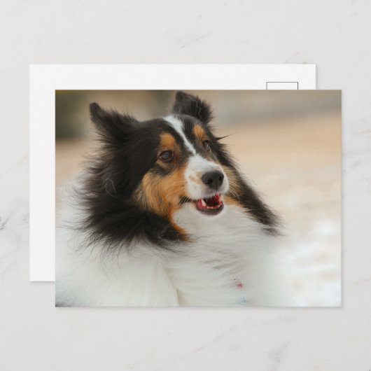 Carte Postale Hapy Shetland (Devant / Derrière)