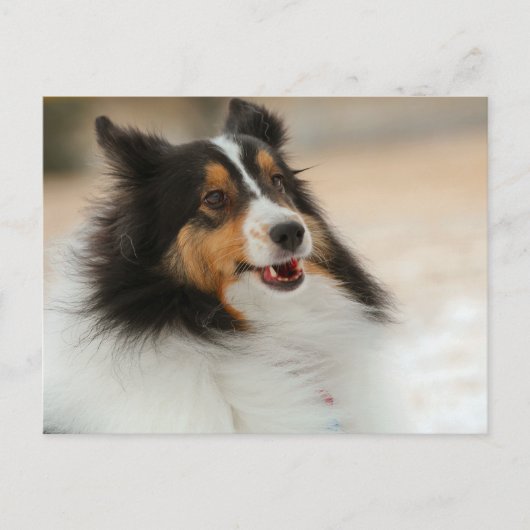 Carte Postale Hapy Shetland (Devant)