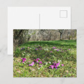 Carte Postale Harbinger du printemps (Devant / Derrière)