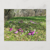 Carte Postale Harbinger du printemps (Devant)