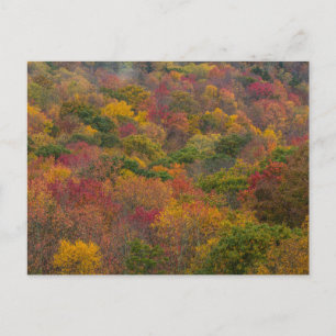 Carte Postale Hardwood Forest in Randolph County, West Virginia