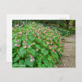 Carte Postale Hardy Begonia [Carte postale] (Devant / Derrière)