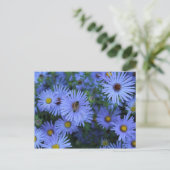 Carte Postale Hardy Blue Aster # 2 (Debout devant)