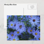 Carte Postale Hardy Blue Aster # 2 (Devant / Derrière)