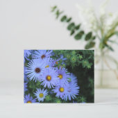 Carte Postale Hardy Blue Aster # 3 (Debout devant)