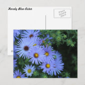 Carte Postale Hardy Blue Aster # 3 (Devant / Derrière)