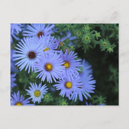 Carte Postale Hardy Blue Aster # 3 (Devant)