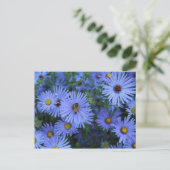 Carte Postale Hardy Blue Aster # 5 (Debout devant)