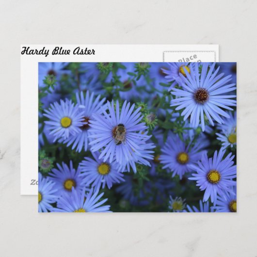 Carte Postale Hardy Blue Aster # 5 (Devant / Derrière)