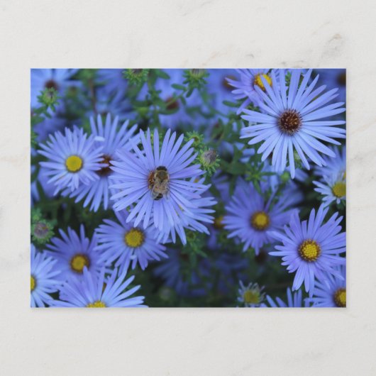 Carte Postale Hardy Blue Aster # 5 (Devant)