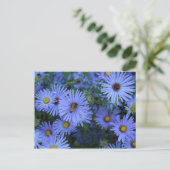Carte Postale Hardy Blue Aster # 6 (Debout devant)