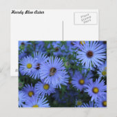 Carte Postale Hardy Blue Aster # 6 (Devant / Derrière)