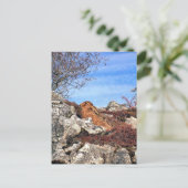 CARTE POSTALE HARE (Debout devant)