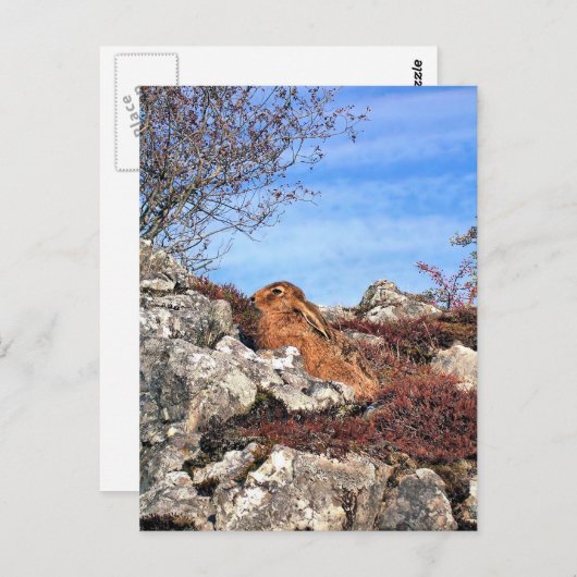 CARTE POSTALE HARE (Devant / Derrière)