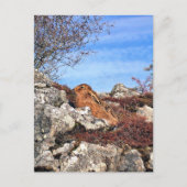 CARTE POSTALE HARE (Devant)