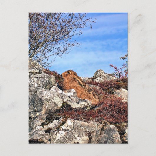 CARTE POSTALE HARE (Devant)