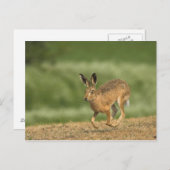 Carte postale Hare (Devant / Derrière)