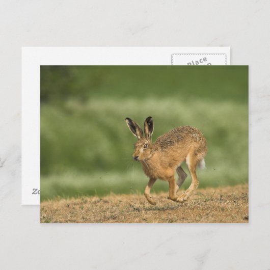 Carte postale Hare (Devant / Derrière)