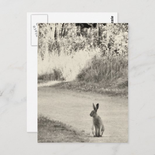 Carte Postale Hare aujourd'hui (Devant / Derrière)