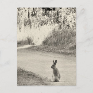 Carte Postale Hare aujourd'hui