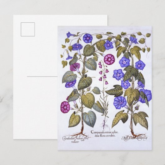 Carte Postale Harebell et Convovulus (Devant / Derrière)