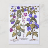 Carte Postale Harebell et Convovulus (Devant)