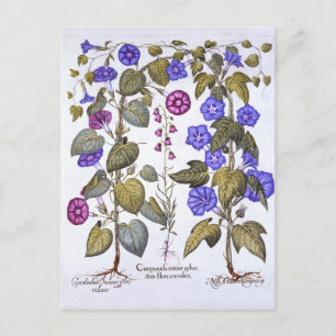 Carte Postale Harebell et Convovulus