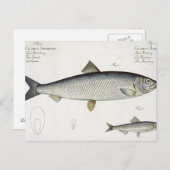 Carte Postale Hareng (Clupea Harengus) (Fig. 1) et Sprat (Clup) (Devant / Derrière)