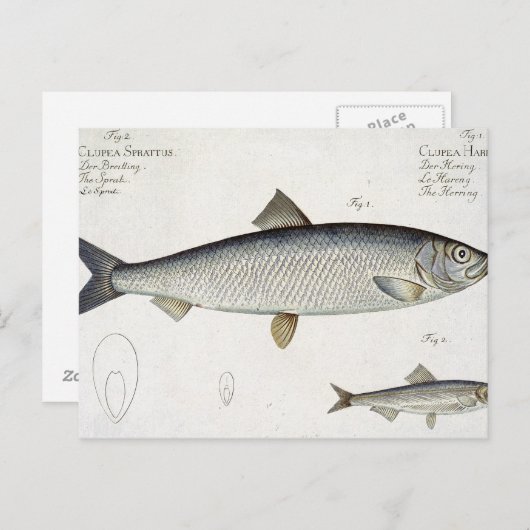 Carte Postale Hareng (Clupea Harengus) (Fig. 1) et Sprat (Clup) (Devant / Derrière)
