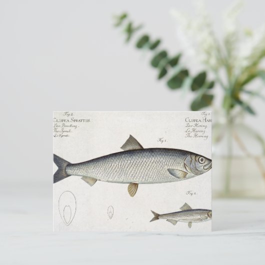 Carte Postale Hareng (Clupea Harengus) (Fig. 1) et Sprat (Clup) (Debout devant)