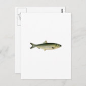 Carte Postale Hareng de la mer Atlantique (Devant / Derrière)