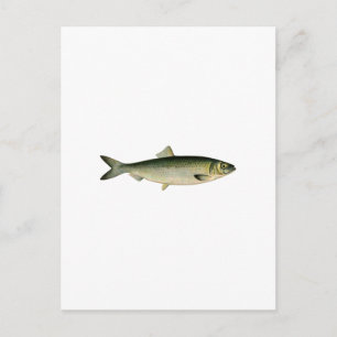 Carte Postale Hareng de la mer Atlantique