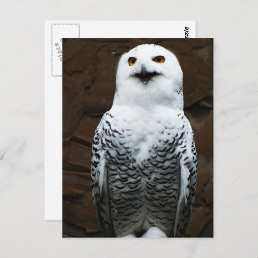 Carte Postale Harfang des neiges pccnm (Devant / Derrière)