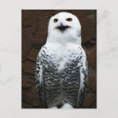 Carte Postale Harfang des neiges pccnm (Devant)