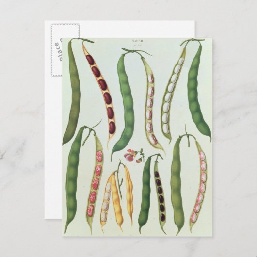 Carte Postale Haricots (Devant / Derrière)