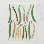 Carte Postale Haricots (Devant)