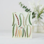 Carte Postale Haricots (Debout devant)