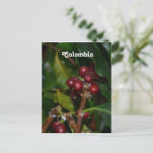 Carte Postale Haricots de café colombiens (Debout devant)