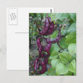 Carte Postale Haricots pourpres (Devant / Derrière)