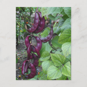 Carte Postale Haricots pourpres