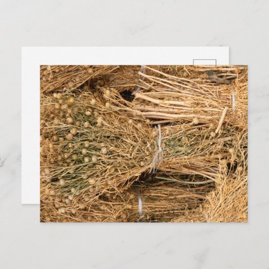 Carte Postale Harmal séché (Devant / Derrière)