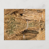 Carte Postale Harmal séché (Devant)